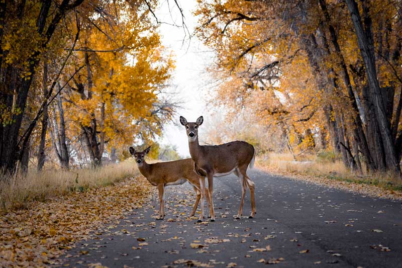 more-cars-hit-deer-as-mating-season-begins-in-illinois