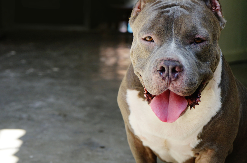 What is a pit bull? It's not actually a dog breed