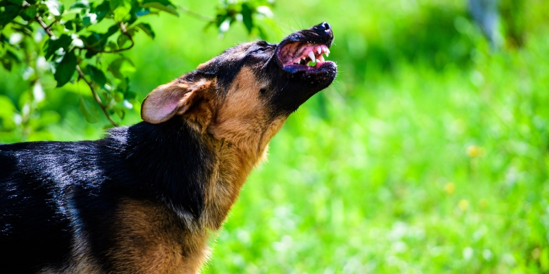 Dog Attack Facts, Legal Implications, and Liabilities